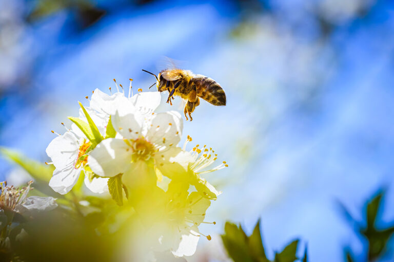 Why we should be worried that our Bees are dying