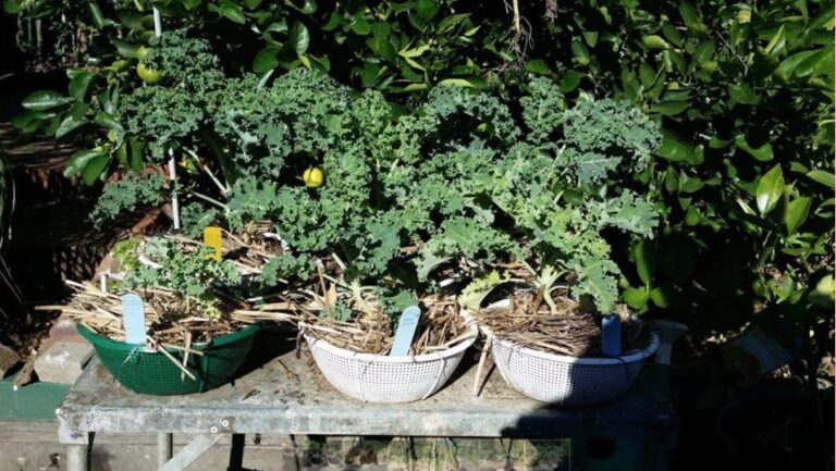 Swift Grow Research – North West Sydney Permaculture Group